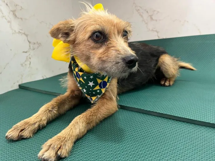Cachorro raça SRD-ViraLata idade 1 ano nome Mel