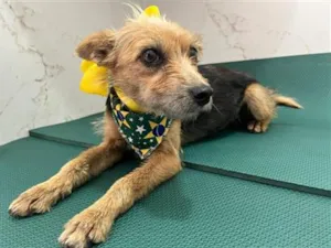Cachorro raça SRD-ViraLata idade 1 ano nome Mel