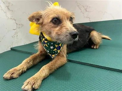 Cachorro raça SRD-ViraLata idade 1 ano nome Mel