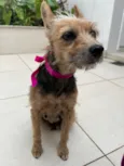 Mel