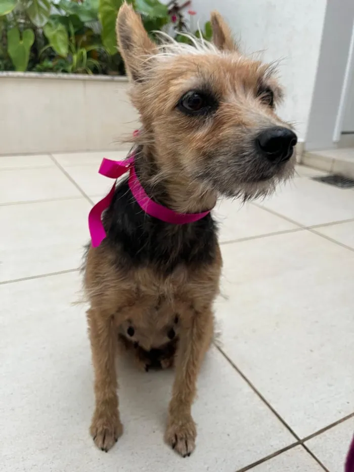 Cachorro raça SRD-ViraLata idade 1 ano nome Mel
