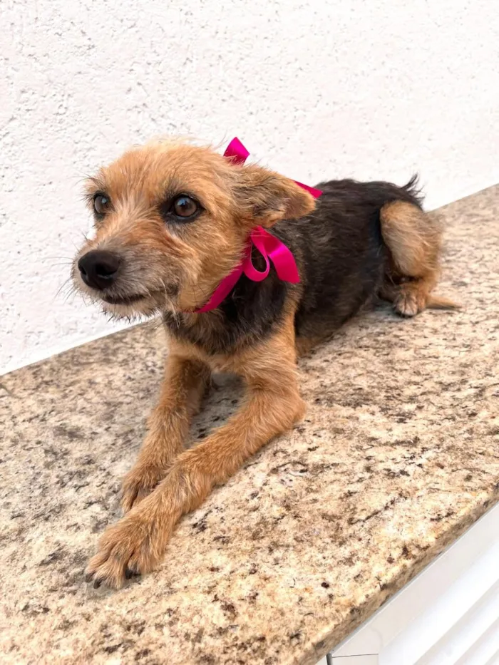 Cachorro raça SRD-ViraLata idade 1 ano nome Mel