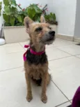 Mel