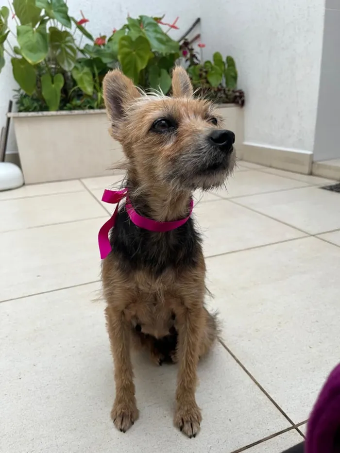 Cachorro raça SRD-ViraLata idade 1 ano nome Mel