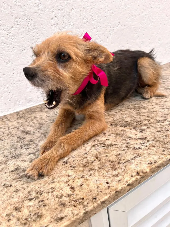 Cachorro raça SRD-ViraLata idade 1 ano nome Mel