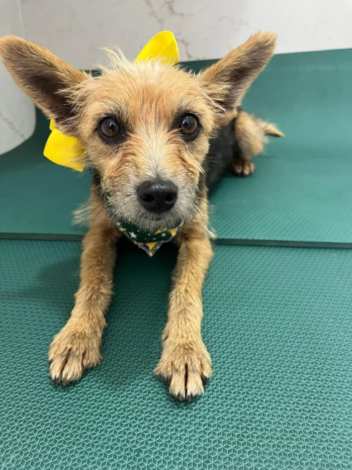 Cachorro raça SRD-ViraLata idade 1 ano nome Mel