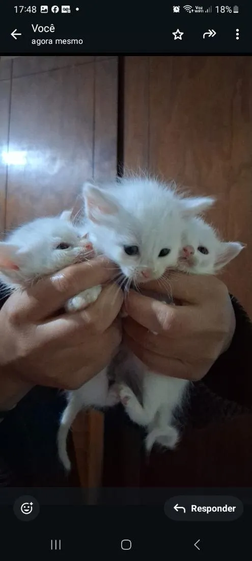 Gato raça SRD-ViraLata idade Abaixo de 2 meses nome sem nome