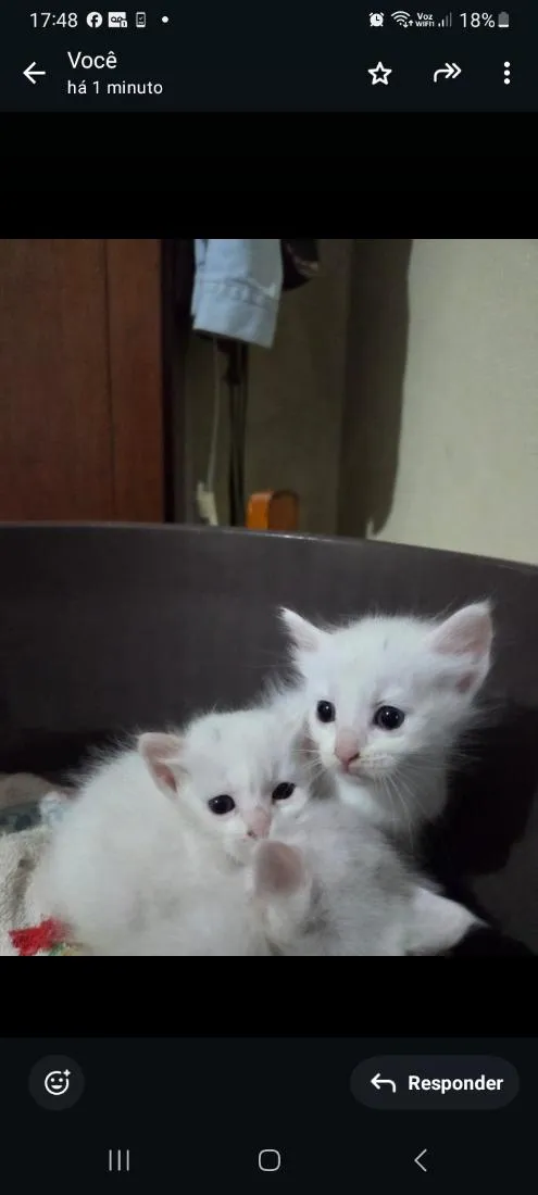 Gato raça SRD-ViraLata idade Abaixo de 2 meses nome sem nome