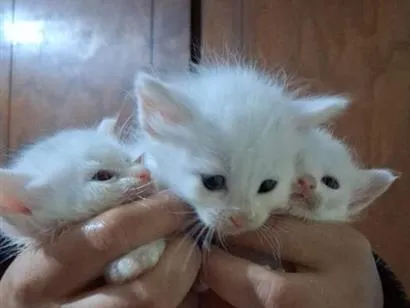 Gato raça SRD-ViraLata idade Abaixo de 2 meses nome sem nome