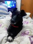 Estrela 