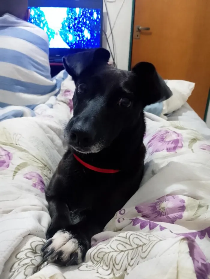 Cachorro raça SRD-ViraLata idade 5 anos nome Estrela 