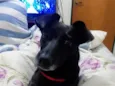 Estrela 