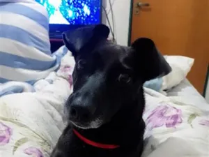 Cachorro raça SRD-ViraLata idade 5 anos nome Estrela 