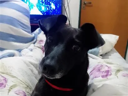 Cachorro raça SRD-ViraLata idade 5 anos nome Estrela 
