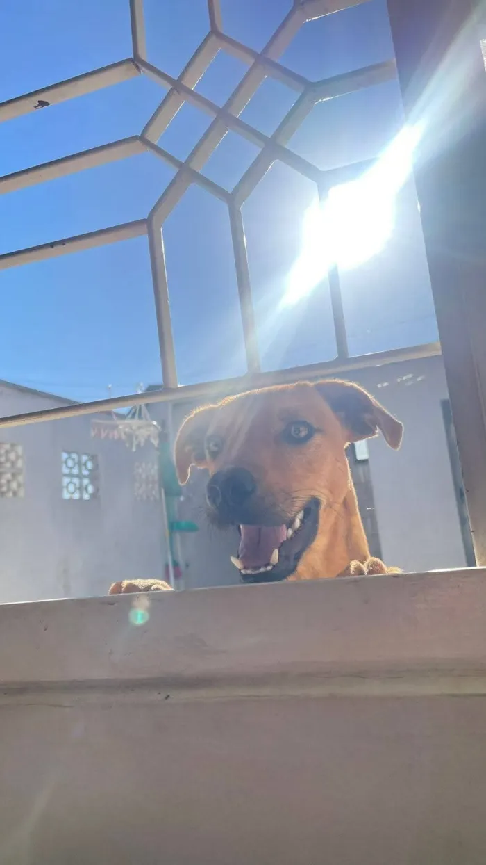 Cachorro raça SRD-ViraLata idade 7 a 11 meses nome joão