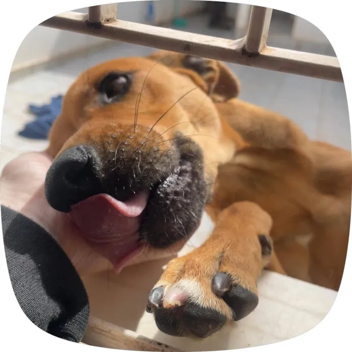 Cachorro raça SRD-ViraLata idade 7 a 11 meses nome joão