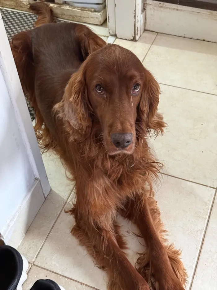 Cachorro raça Labrador idade 6 ou mais anos nome Fox