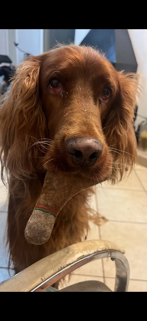 Cachorro raça Labrador idade 6 ou mais anos nome Fox