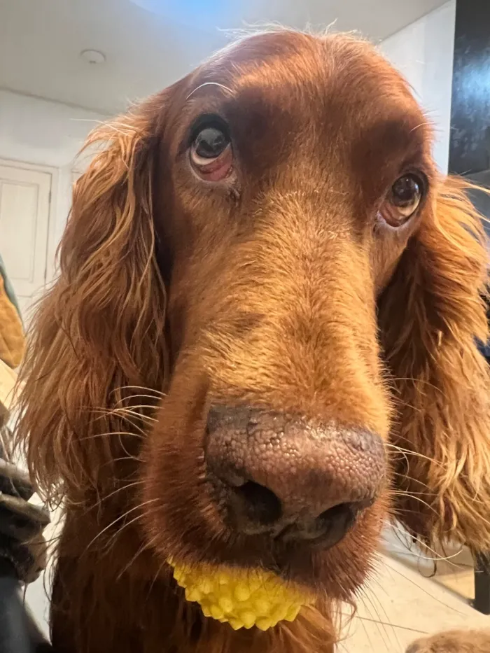 Cachorro raça Labrador idade 6 ou mais anos nome Fox