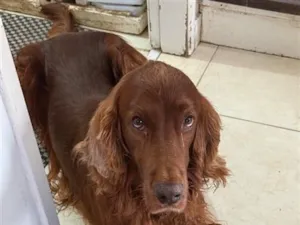 Cachorro raça Labrador idade 6 ou mais anos nome Fox