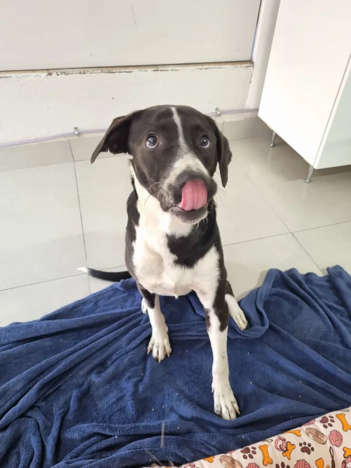 Cachorro raça SRD-ViraLata idade 4 anos nome Bento