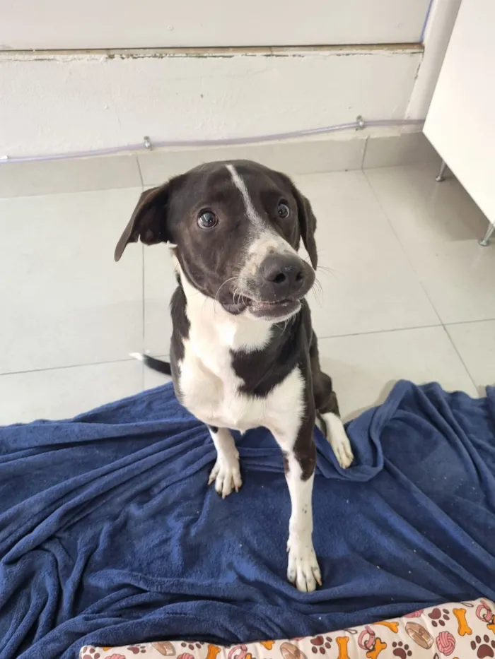 Cachorro raça SRD-ViraLata idade 4 anos nome Bento