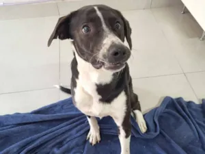 Cachorro raça SRD-ViraLata idade 4 anos nome Bento