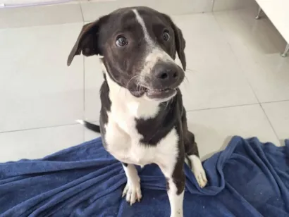 Cachorro raça SRD-ViraLata idade 4 anos nome Bento