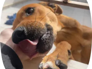 Cachorro raça SRD-ViraLata idade 7 a 11 meses nome joão