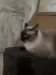 Apolo