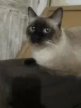 Apolo