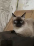 Apolo