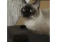 Apolo