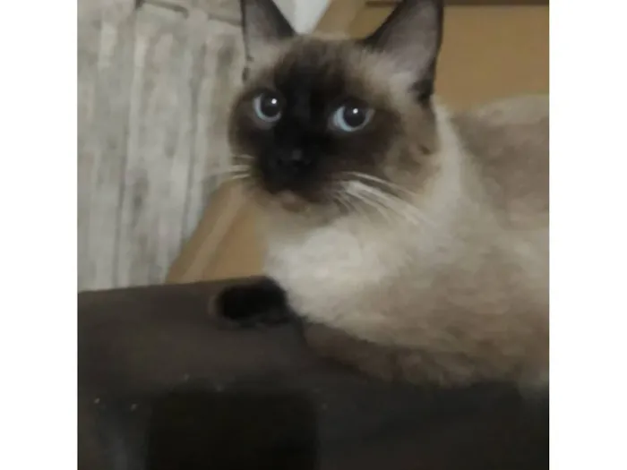 Gato raça SRD-ViraLata idade 7 a 11 meses nome Apolo