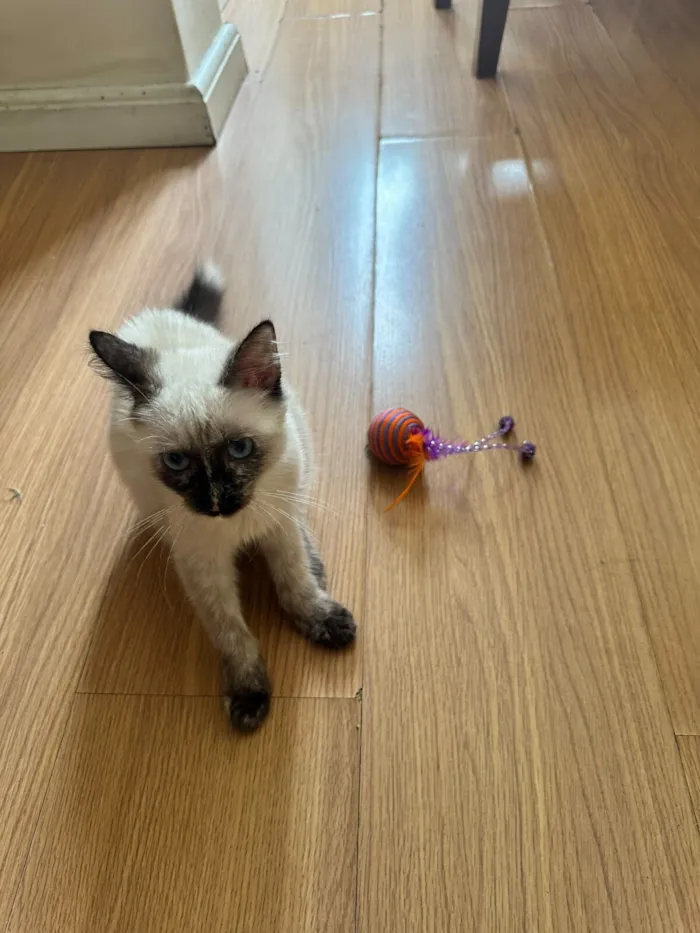 Gato raça SRD-ViraLata idade 2 a 6 meses nome Luna