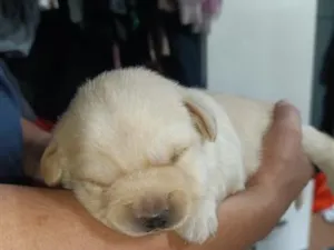 Cachorro raça SRD-ViraLata idade Abaixo de 2 meses nome sem nome 