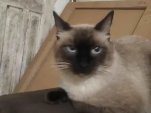 Gato raça SRD-ViraLata idade 7 a 11 meses nome Apolo