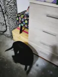 Luna e preto e pirulito 