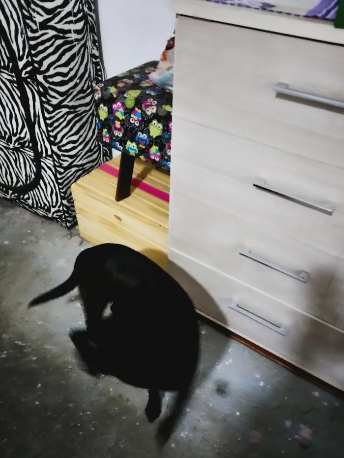 Cachorro raça SRD-ViraLata idade 2 a 6 meses nome Luna e preto e pirulito 