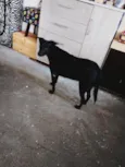 Luna e preto e pirulito 