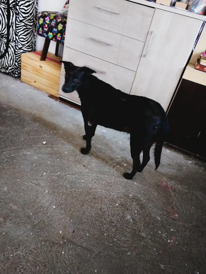 Cachorro raça SRD-ViraLata idade 2 a 6 meses nome Luna e preto e pirulito 