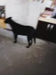 Luna e preto e pirulito 