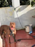 Apólo 