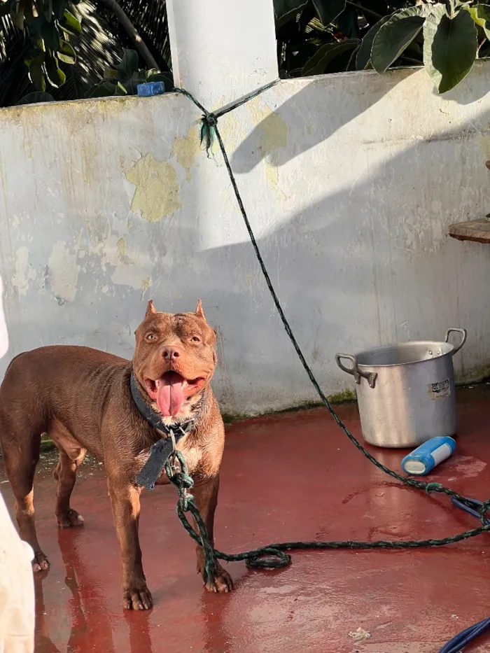 Cachorro raça Pit-Bull idade 1 ano nome Apólo 