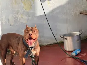 Cachorro raça Pit-Bull idade 1 ano nome Apólo 