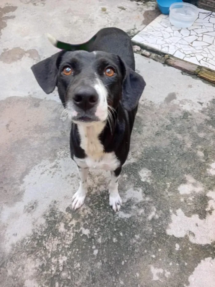 Cachorro raça SRD-ViraLata idade 1 ano nome Safira