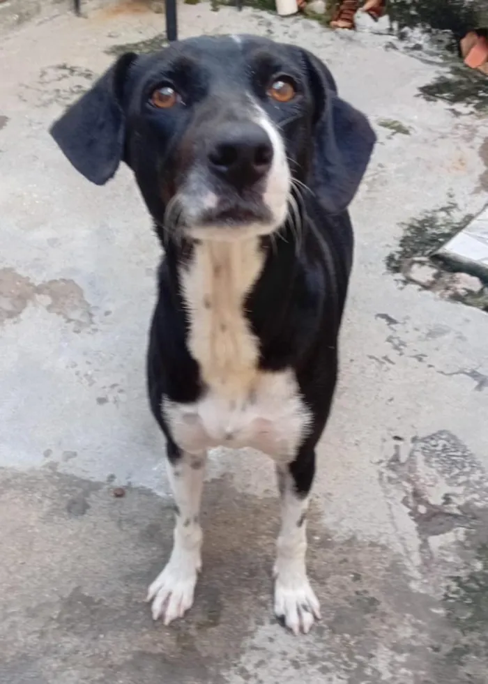 Cachorro raça SRD-ViraLata idade 1 ano nome Safira