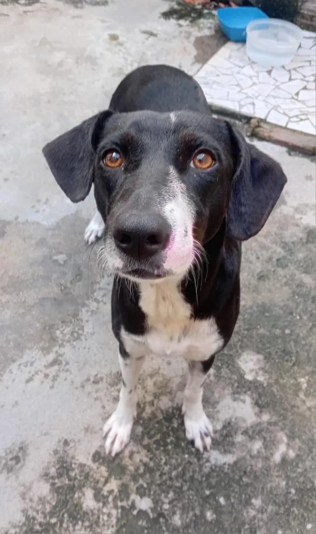 Cachorro raça SRD-ViraLata idade 1 ano nome Safira