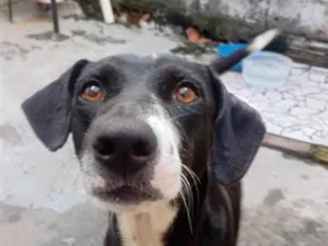 Cachorro raça SRD-ViraLata idade 1 ano nome Safira