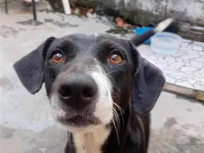 Cachorro raça SRD-ViraLata idade 1 ano nome Safira